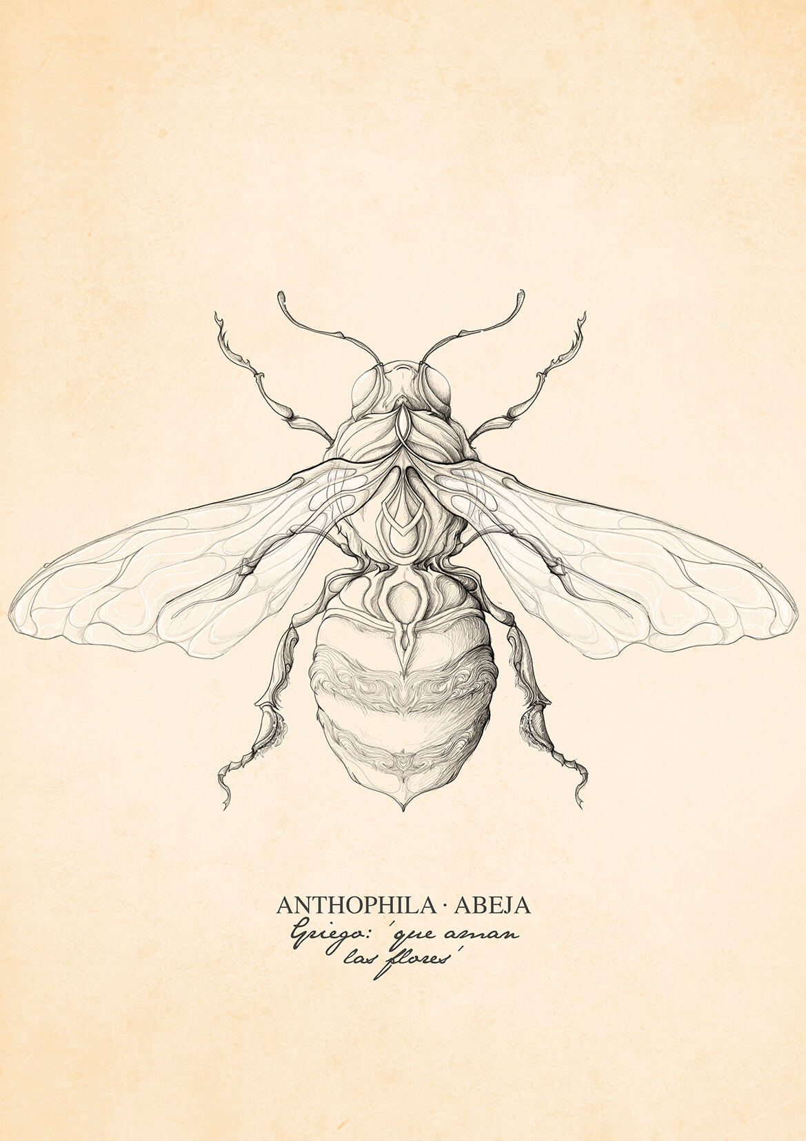 ANTHOPHILA - Ed. limitada